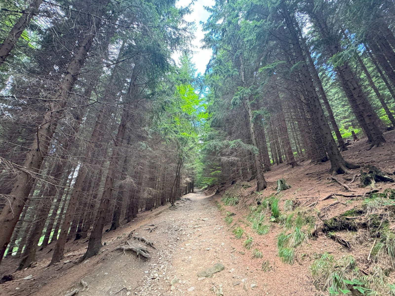 Široká kamenitá cesta smrkovým lesem